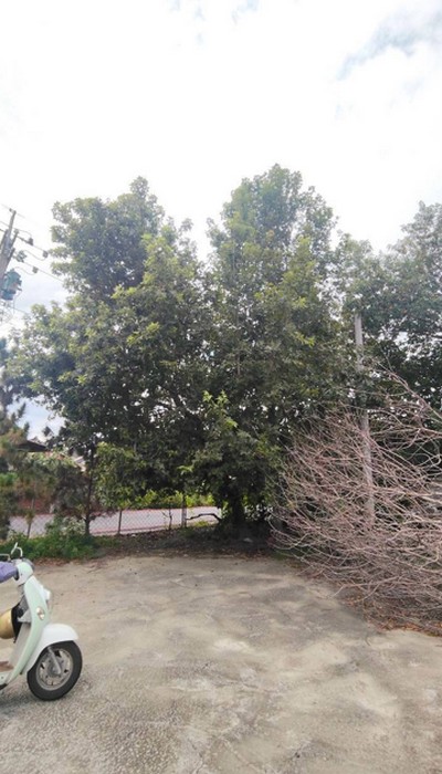 彰化埔心除草, 彰化埔心割草, 彰化埔心樹木修剪