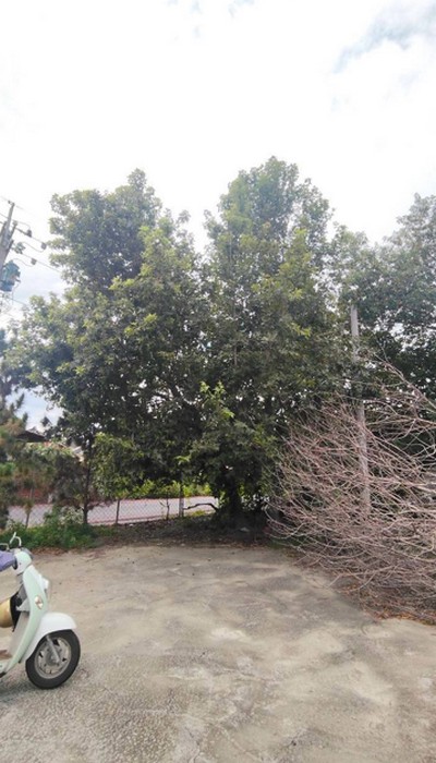 彰化埔心除草, 彰化埔心割草, 彰化埔心樹木修剪