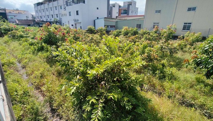 彰化社頭除草, 彰化社頭割草, 彰化社頭樹木修剪