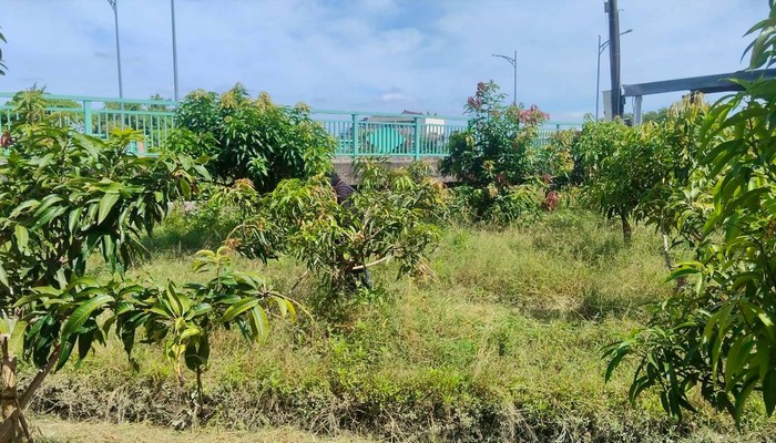 彰化社頭除草, 彰化社頭割草, 彰化社頭樹木修剪
