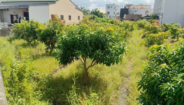 彰化社頭除草, 彰化社頭割草, 彰化社頭樹木修剪