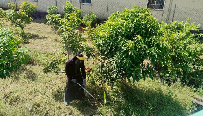 彰化社頭除草, 彰化社頭割草, 彰化社頭樹木修剪