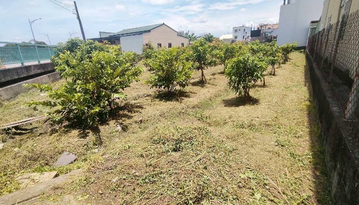 彰化社頭鋸樹, 彰化社頭除草