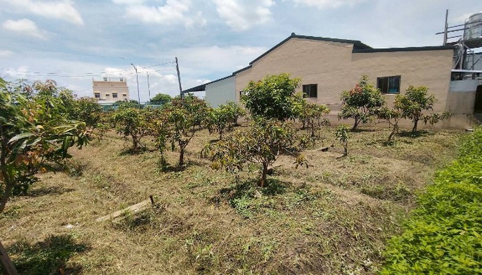 彰化社頭鋸樹, 彰化社頭除草