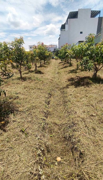 彰化社頭鋸樹, 彰化社頭除草