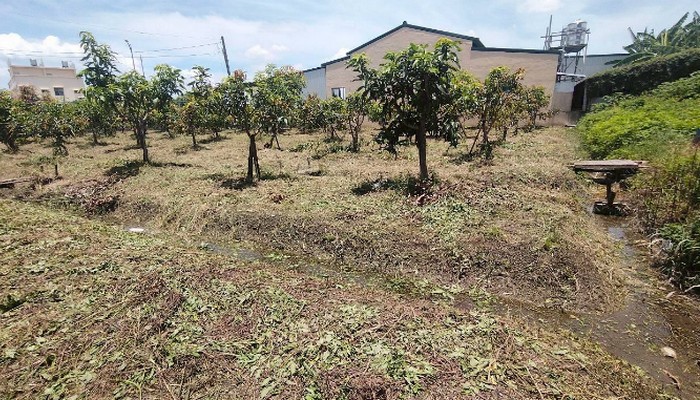 彰化社頭鋸樹, 彰化社頭除草