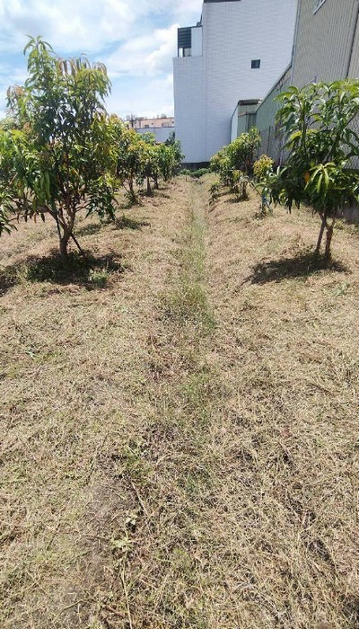 彰化社頭鋸樹, 彰化社頭除草