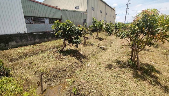 彰化社頭鋸樹, 彰化社頭除草