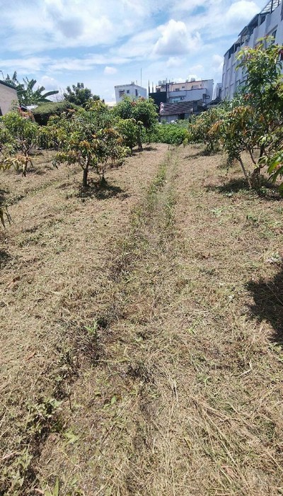 彰化社頭鋸樹, 彰化社頭除草