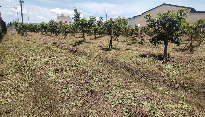 彰化社頭鋸樹, 彰化社頭除草