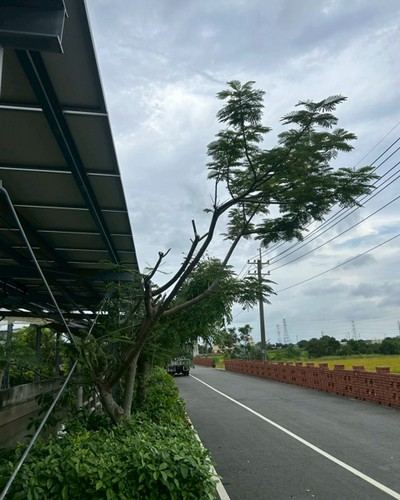 台中大肚區除草, 台中大肚區割草, 台中大肚區樹木修剪