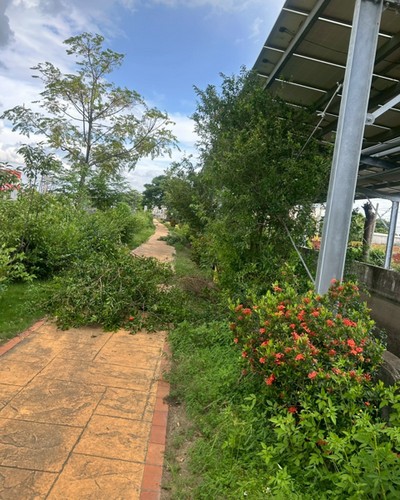 台中大肚區除草, 台中大肚區割草, 台中大肚區樹木修剪