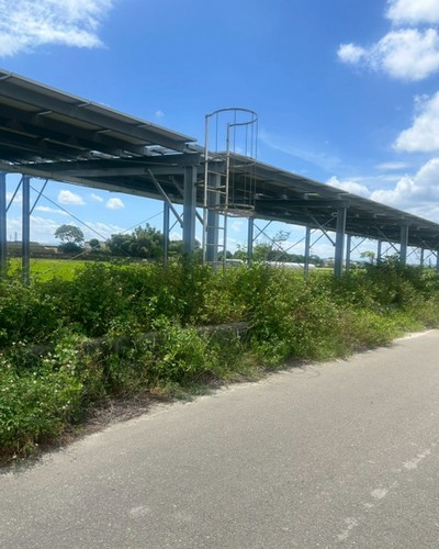 台中大肚區鋸樹, 台中大肚區除草