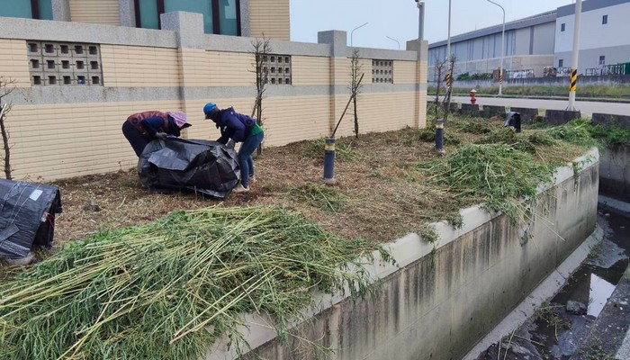 彰化伸港鋸樹, 彰化伸港除草