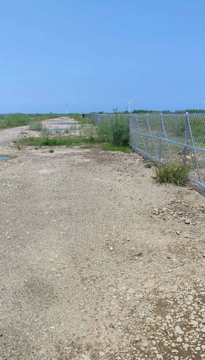 彰化大城鋸樹, 彰化大城除草