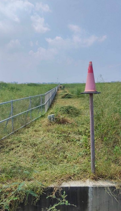 彰化大城鋸樹, 彰化大城除草