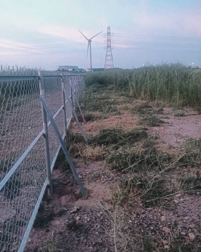 彰化大城鋸樹, 彰化大城除草