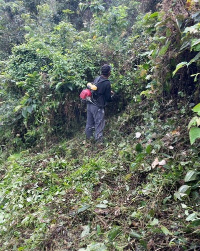 南投名間鄉割草, 中彰投鋸樹, 中彰投除草