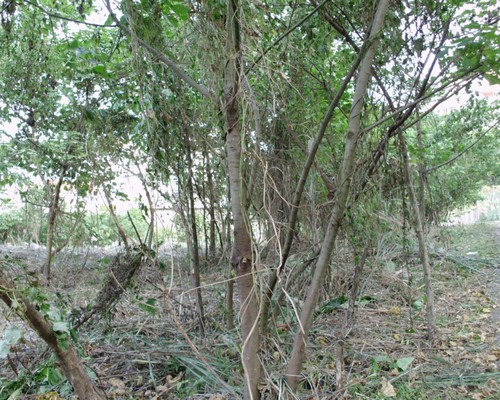 高雄鋸樹, 高雄夾子車清運, 高雄除草, 高雄割草, 高雄樹木修剪