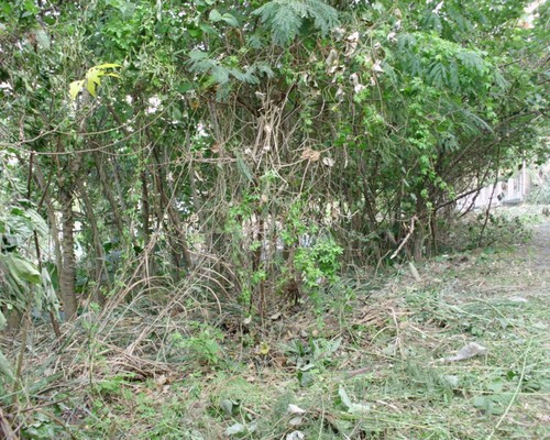 高雄鋸樹, 高雄夾子車清運, 高雄除草, 高雄割草, 高雄樹木修剪