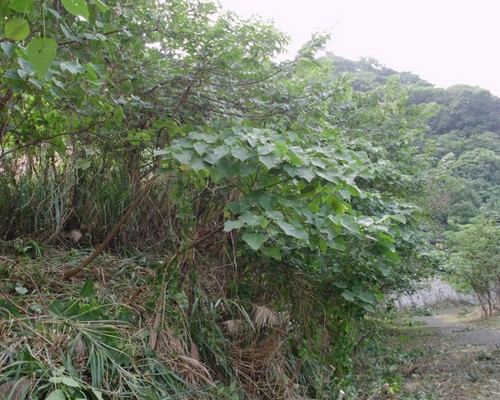 高雄鋸樹, 高雄夾子車清運, 高雄除草, 高雄割草, 高雄樹木修剪
