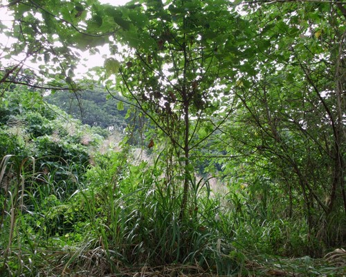 高雄鋸樹, 高雄夾子車清運, 高雄除草, 高雄割草, 高雄樹木修剪