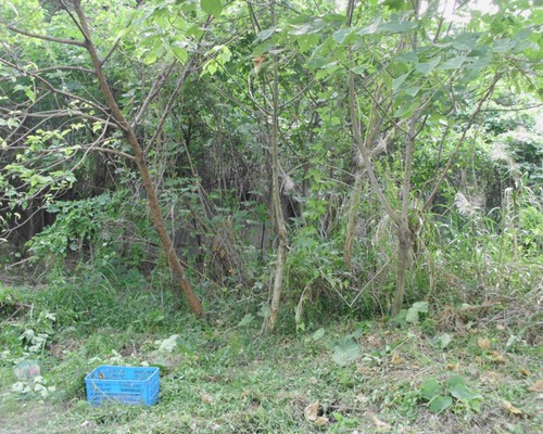 高雄鋸樹, 高雄夾子車清運, 高雄除草, 高雄割草, 高雄樹木修剪