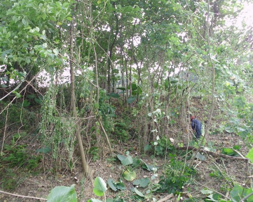 高雄鋸樹, 高雄夾子車清運, 高雄除草, 高雄割草, 高雄樹木修剪