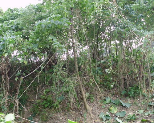 高雄鋸樹, 高雄夾子車清運, 高雄除草, 高雄割草, 高雄樹木修剪